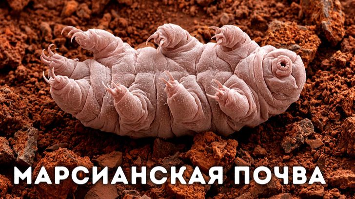 Тихоходки выживают в космосе… но что их убивает? 🧬