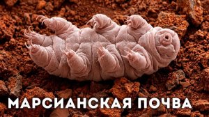 Тихоходки выживают в космосе… но что их убивает? 🧬