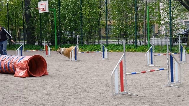 Вик, тренировка по адж, 10.05 - 3