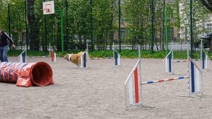 Вик, тренировка по адж, 10.05 - 3