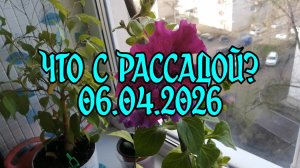 Что с рассадой? 06.04.2026