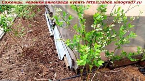 Где лучше зимует голубика- посаженная в почву или в емкостях?Корневая мерзнет? Пузенко Наталья