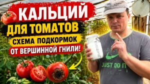 Кальций для томатов - схема подкормок от вершинной гнили.