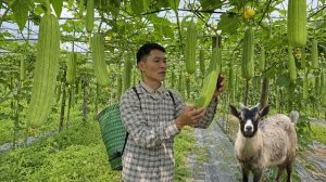 Собрал урожай люффы. Продал все на рынке и приготовил вкусную еду. Энзо. Жизнь во Вьетнаме