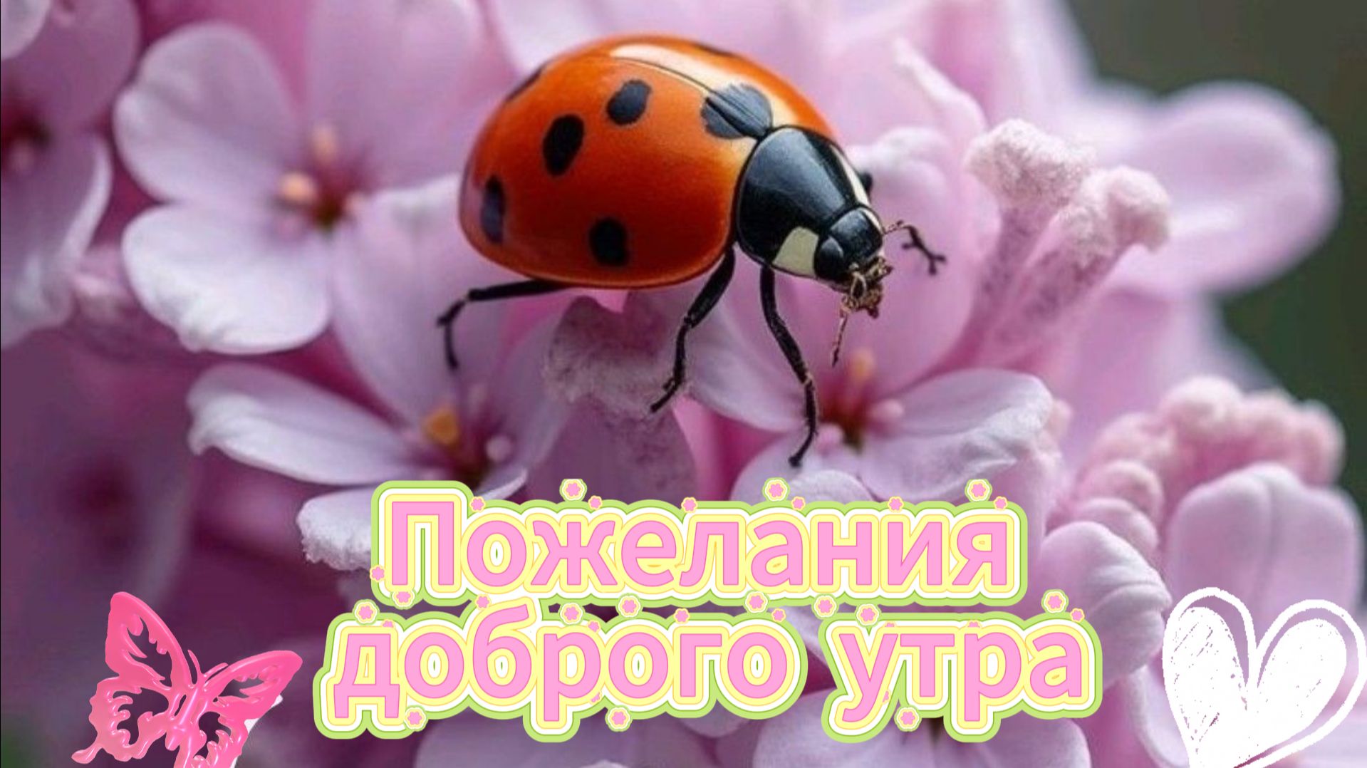 Доброе утро: открытка и пожелания доброго утра | Домохозяйка