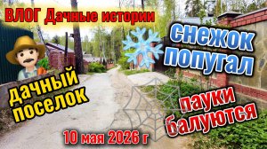 Дачный влог: Снежок попугал, холод с ветром и пауки 10 мая 2026 г