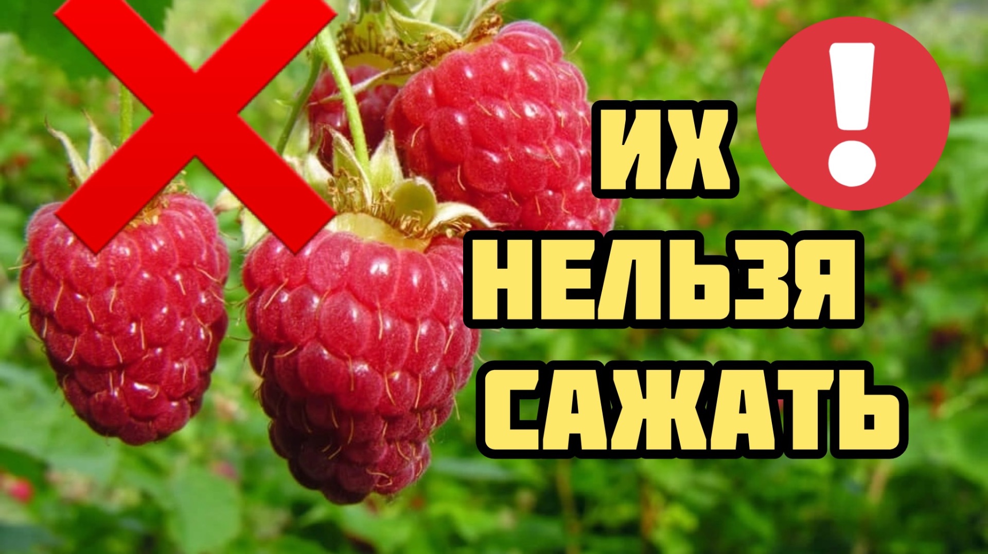 Пожалела, что посадила это! 8 растений превратили дачу в АД!
