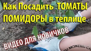 Как Посадить томаты ПОМИДОРЫ в теплице
