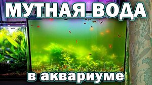 Мутная вода в аквариуме - Самый простой способ решения!