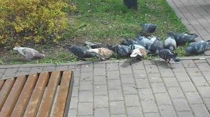 Стайка голубей что-то нашла. DSCN7735