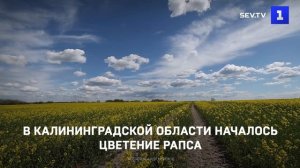 В Калининградской области началось цветение рапса