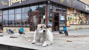 Пыть-яхцам напоминают, почему опасно устраивать стихийные кормушки на тепловых камерах