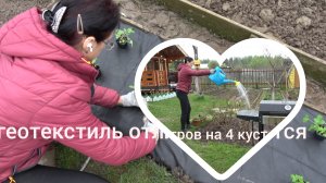 6 соток  11 мая 2026 года. Удобрила голубику. Посеяла редис. Посадила землянику Руяна на геотекстиль