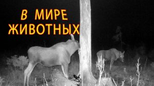 Мама и малыш: визит лосей к солонцу. Один день из жизни животных