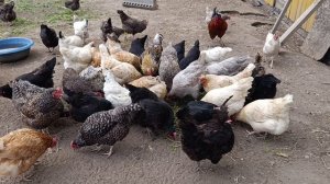 Гуси 🪿 утки 🦆 куры 🐔🐓 кошечка Лапа, волкодав Ева 🐈 + немного полезных советов 🤔