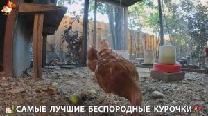 Цыплята и Курочки селяночки лучшие беспородные несушки 🥚 (475)
