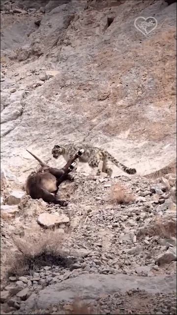 Барс идет к добыче