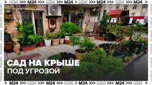 Жильцы дома на проспекте Мира объединились для защиты сада на крыше - Москва 24