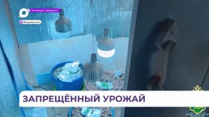 Во Владивостоке задержан местный житель за незаконное производство и сбыт наркотиков