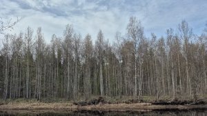 Весна, весна  перед закатом, пасмурно
