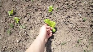 Чем занимаюсь в свой выходной. Первая клубника загадываю желание😁