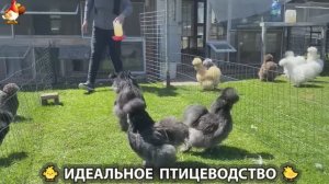 Идеальное птицеводство достойно восхищения 🐓🦆🦢🦚🦃🐔 эпизод (495)