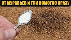 Муравьи исчезают на глазах и больше не возвращаются!