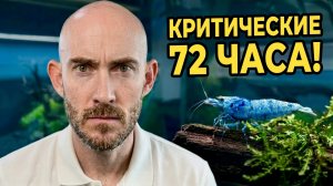 Важные моменты в первые 72 часа после добавления в аквариум креветок Каридина
