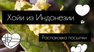 распаковка посылки с хойями из Индонезии