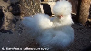 10 Гибридов Животных, Которых Создали Учёные