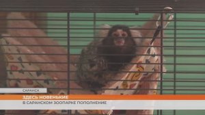 В Саранском зоопарке пополнение