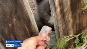 Медвежонок пришел к одному из домов в Усть-Куте
