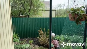 Новые растения в сад.Ливень