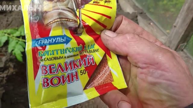 Заморозки