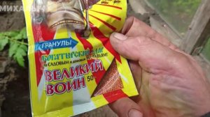 Заморозки