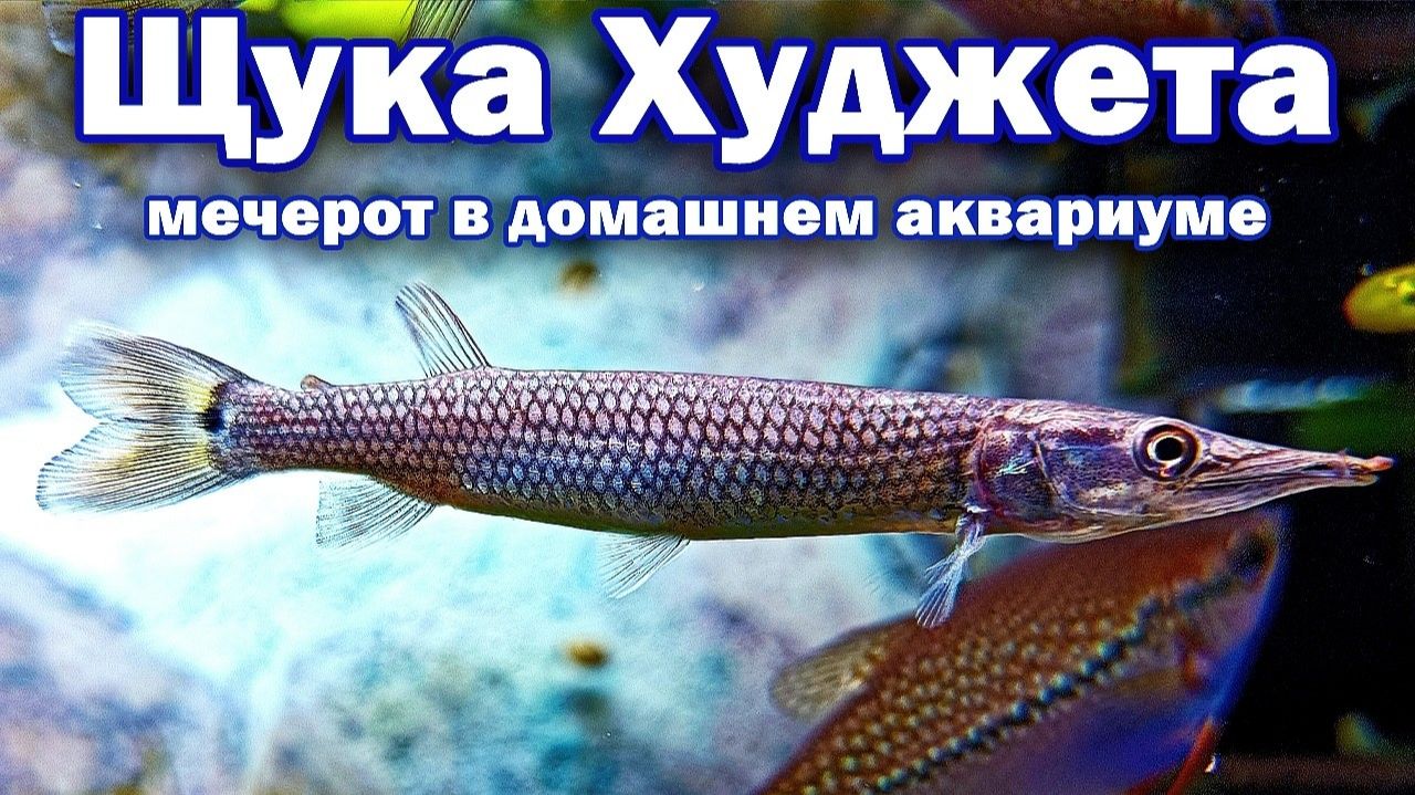 Щука Худжета - Мечерот в домашнем аквариуме - Содержание, кормление, рост смотреть онлайн