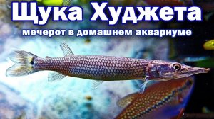 Щука Худжета - Мечерот в домашнем аквариуме - Содержание, кормление, рост