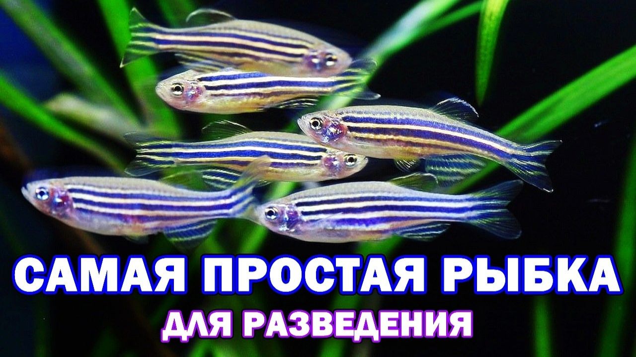 Самая простая рыбка для разведения - Данио - Результат вас обрадует! смотреть онлайн