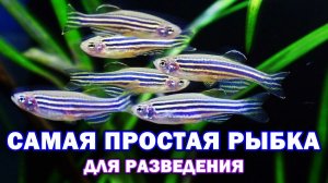 Самая простая рыбка для разведения - Данио - Результат вас обрадует!