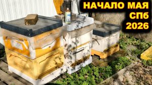 Начало мая на пасеке, Спб. 2026г. Весенние работы.