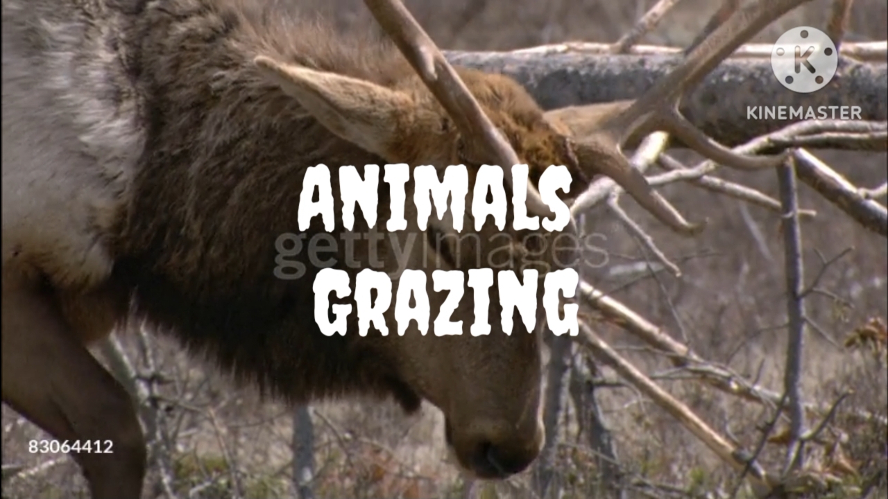 Why a did that Animal an Eating? смотреть онлайн