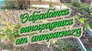 Обработка виноградника от антракноза Орданом и Изабионом. 12.05.26