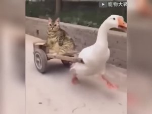 Смешные видео про животных