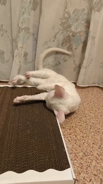 Кошка Мона ломает новую когтеточку