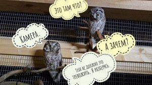 Совам Кроше и Ваничке провально поставила камеру. Кошка Морошка вышла на разборки. Ёлочка приехала