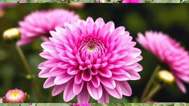 Хризантема лечит и украшает сад?! Секреты выращивания, польза и вред, о которых молчат!