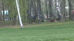 Весна