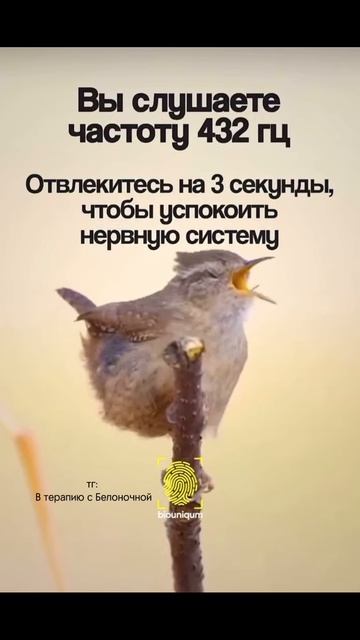 Это поможет успокоиться быстро смотреть онлайн