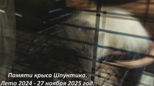 MelomanicaTV: Фильм Сергея РАzoom Фокина. В мире духовных животных-5.Памяти крыса Шпунтика.2025 год.