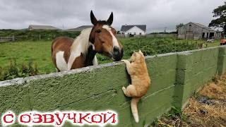Приколы_с_котами__С_ОЗВУЧКОЙ__САМЫЕ_смешные_животные__СМЕШНЫЕ_КОТЫ__До_слёз